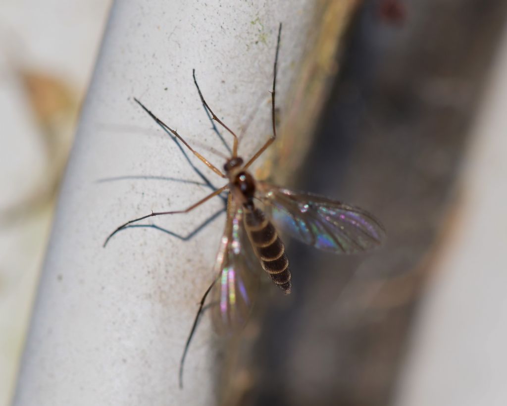 Dittero da identificare:  Cecidomyiidae?  Pi prob. Keroplatidae Macrocerinae
